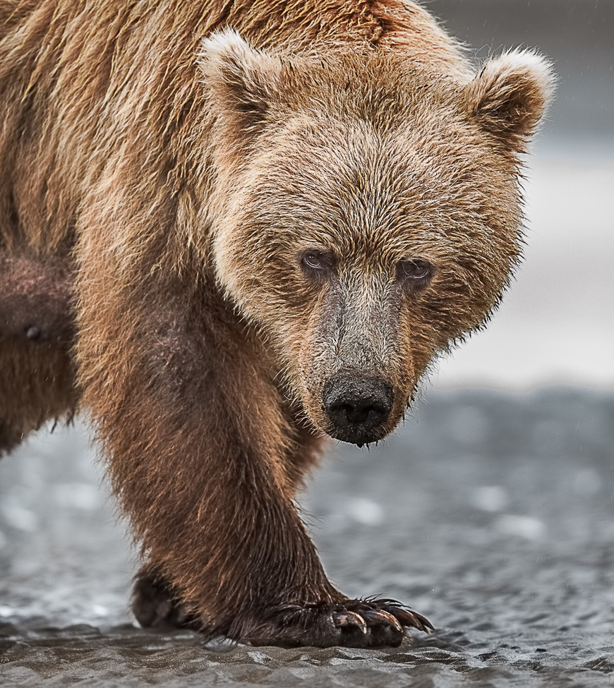 Brown bear, Lake Clark National Park and Preserve, AK, United States of America