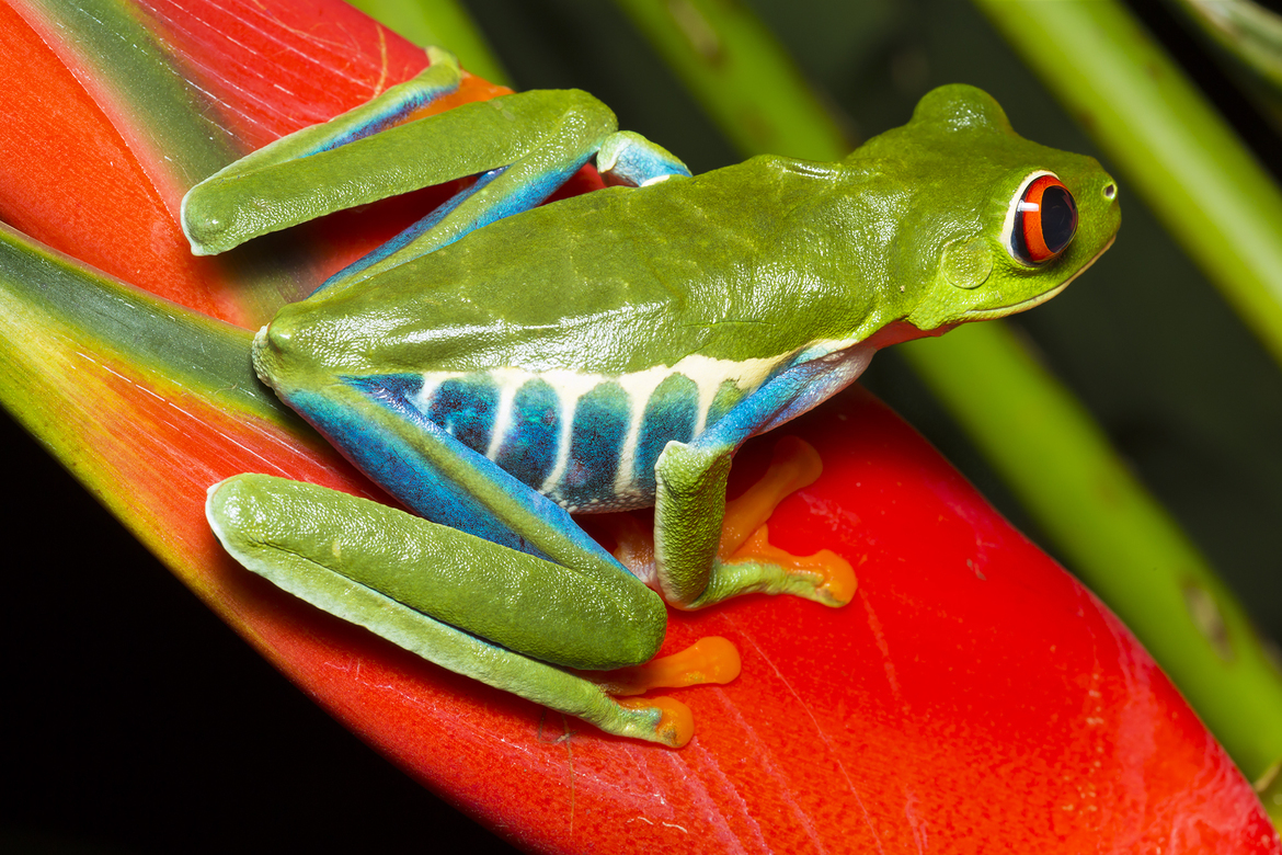 Red Eye Tree Frog, Alajuela, La Fortuna, Costa Rica, Costa Rica