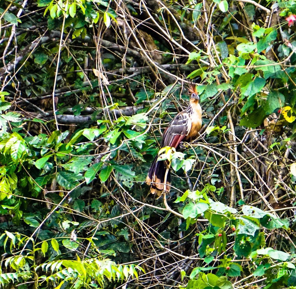 Bird/Hoatzin , Ecuadorian Amazon Rainforest, Ecuador