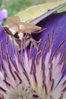 Grid 20170530 143436