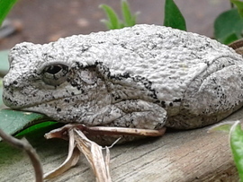 Grid 20170429 122642