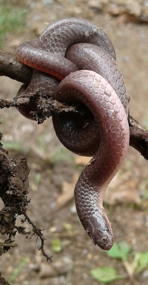 Earth Snake, West Virginia , United States of America