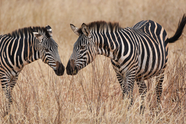 Grid zebras greeting 
