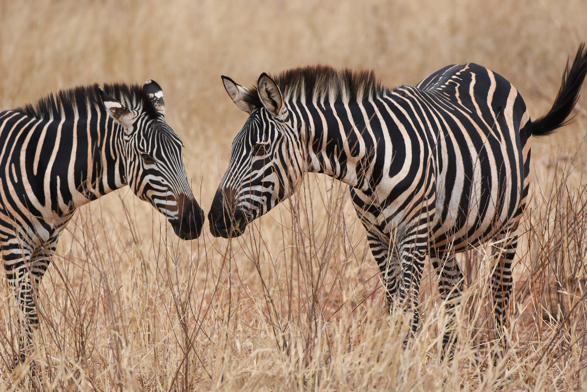Plains Zebra, Tarangire National Park, Tanzania, United Republic of