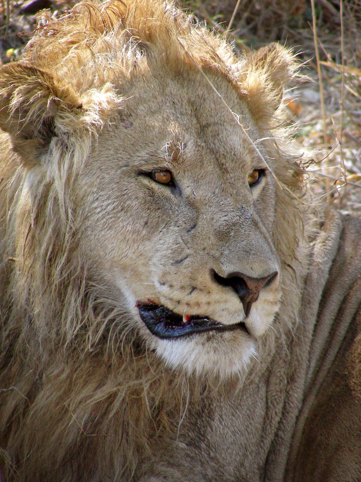 African Lion, Linyanti, Botswana