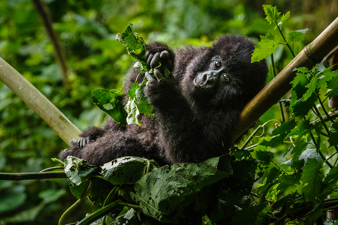 Mountain Gorilla, Virunga National Park, Congo (Democratic Republic of the)
