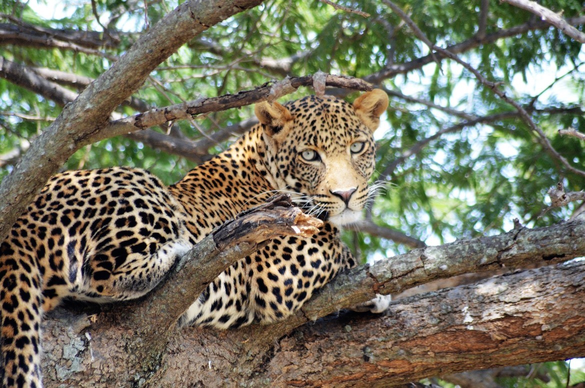 Leopard, Lewa, Kenya