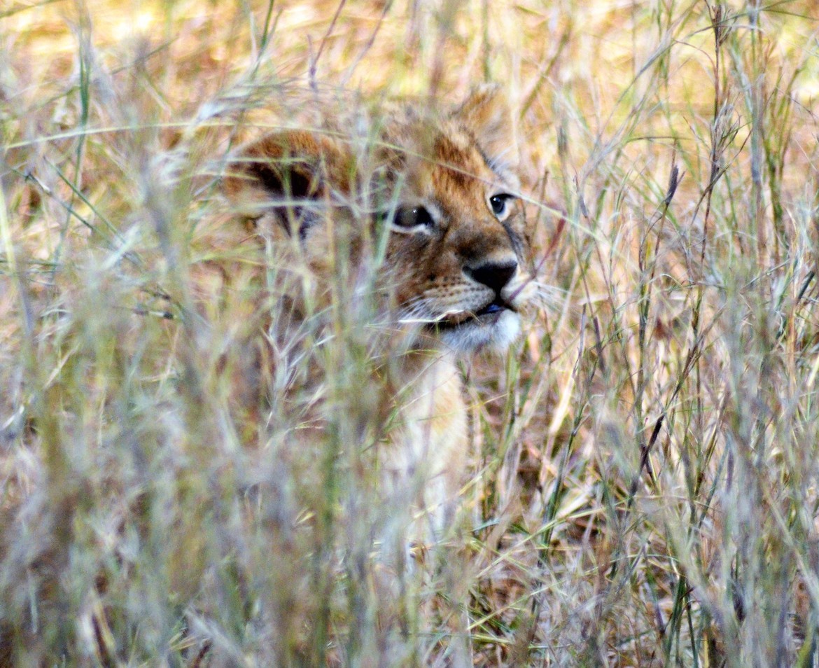 Lion, Lewa, Kiribati