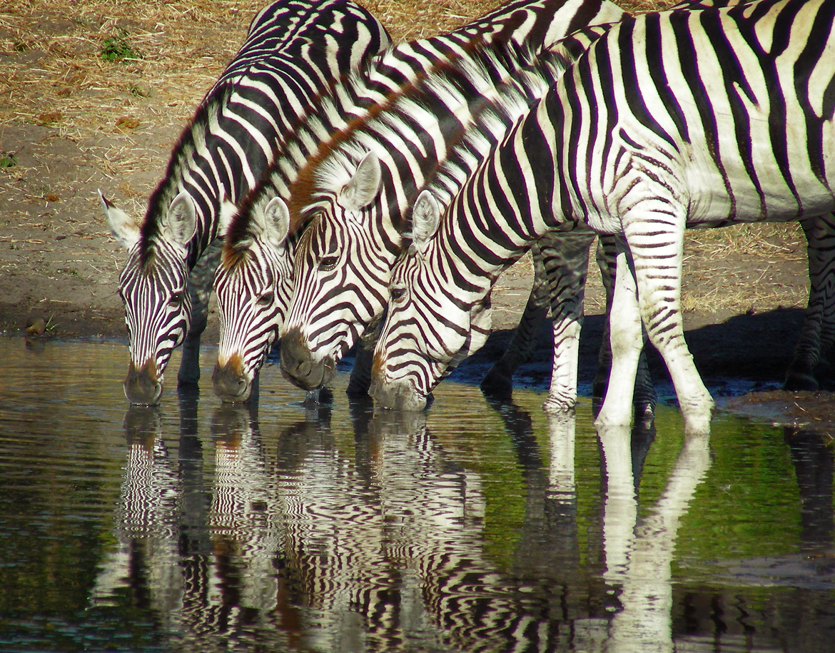 Zebra, Tubu Tree Camp, Botswana