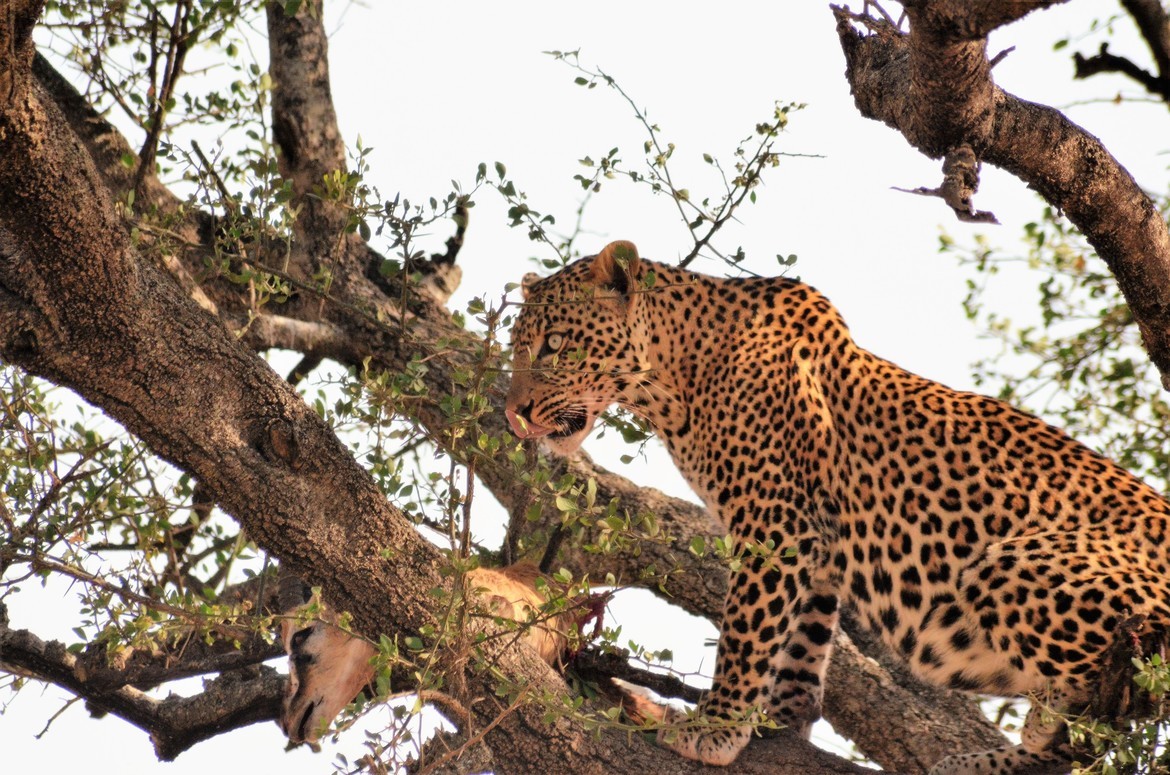 Leopard, Lewa, Kenya