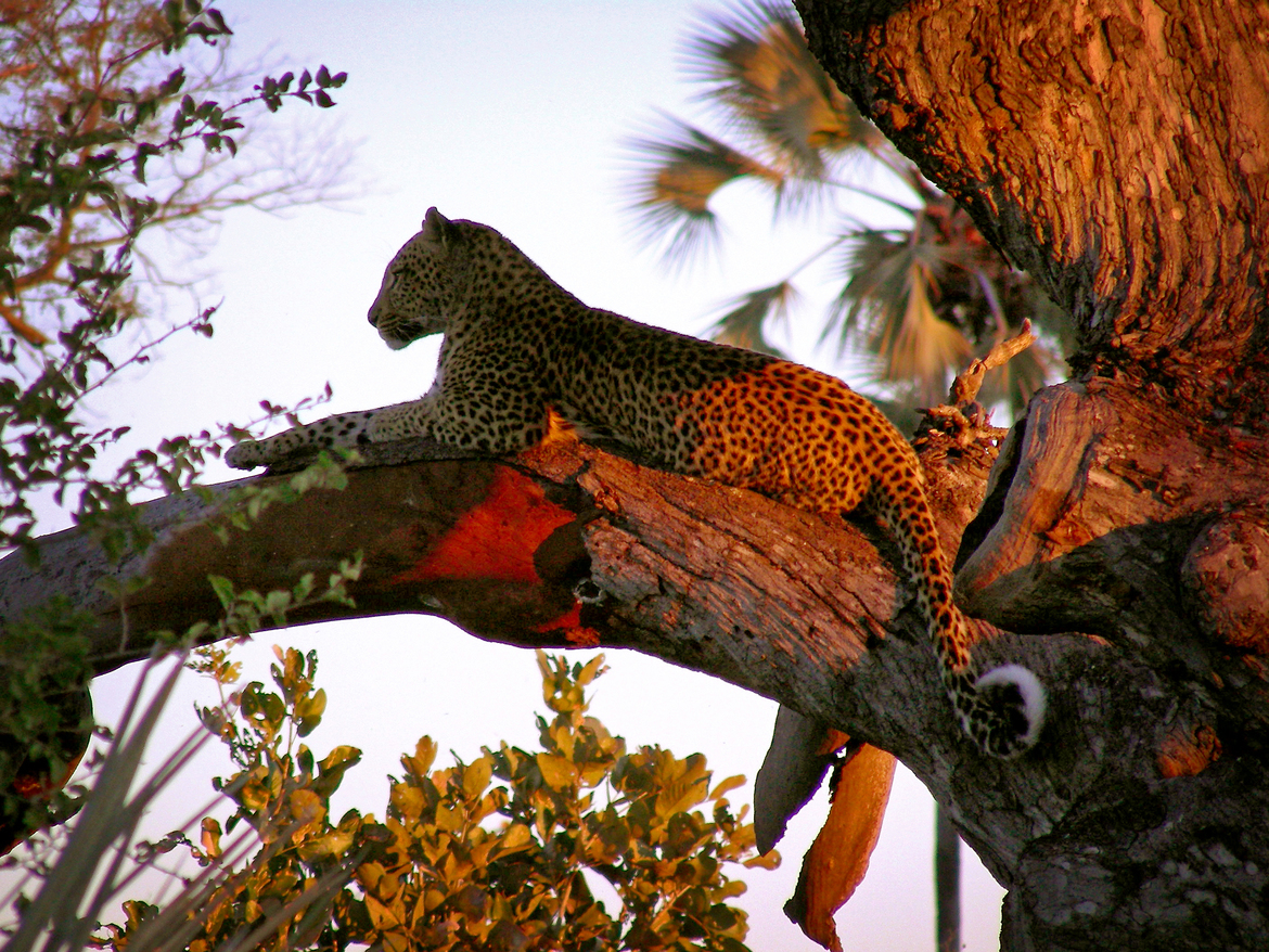 Leopard, Jacana Camp, Botswana