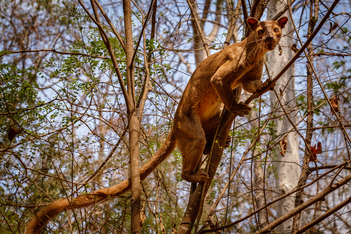 Fossa, Kirindy Mitea National Park, Madagascar