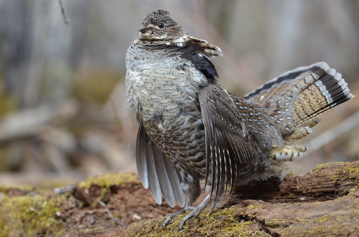 Ruffed Grouse, Timmins , Canada