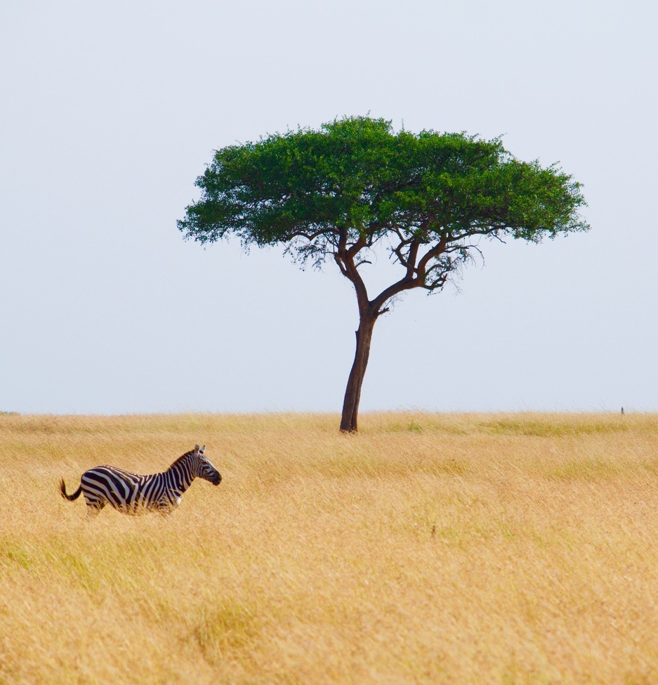 Zebra, Serengeti, Tanzania, United Republic of