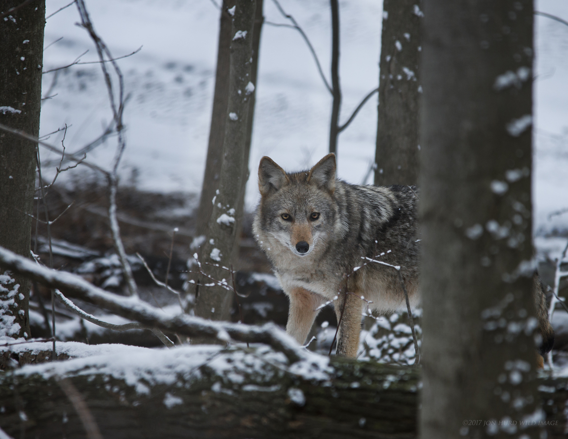 Coywolf/Eastern Coyote, Whitby, Ontario, Canada