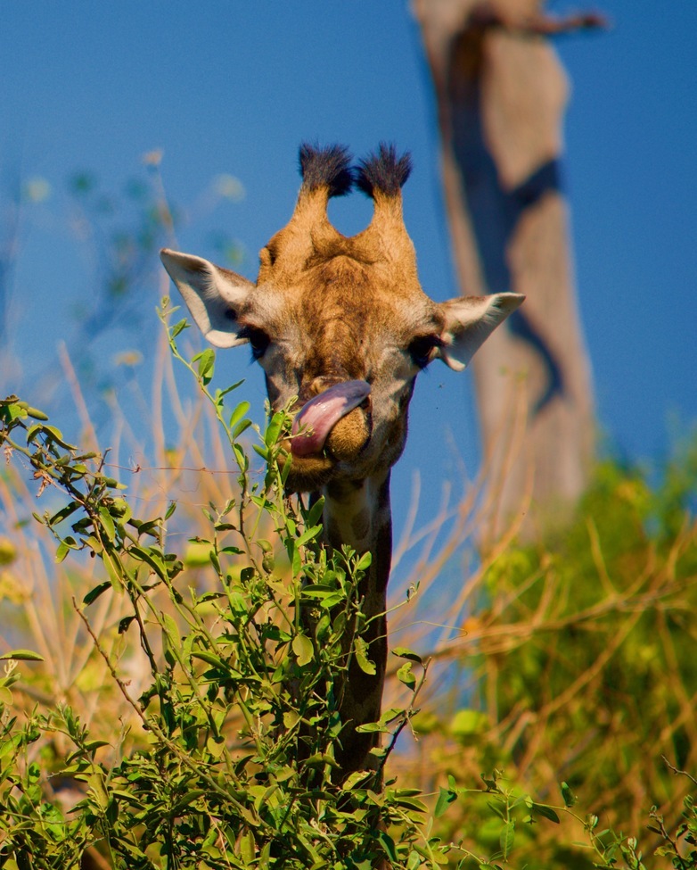 Giraffe, Chobe, Botswana