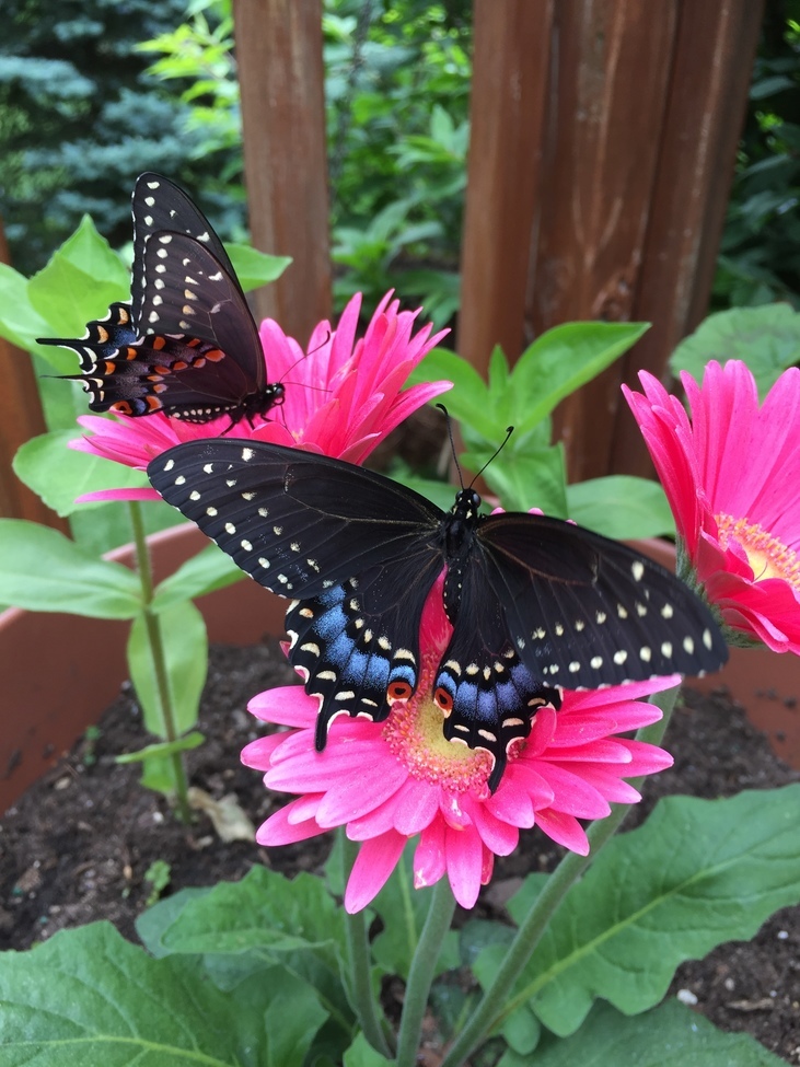 Black Swallowtail Butterfly , Hockessin, Delaware, United States, United States of America