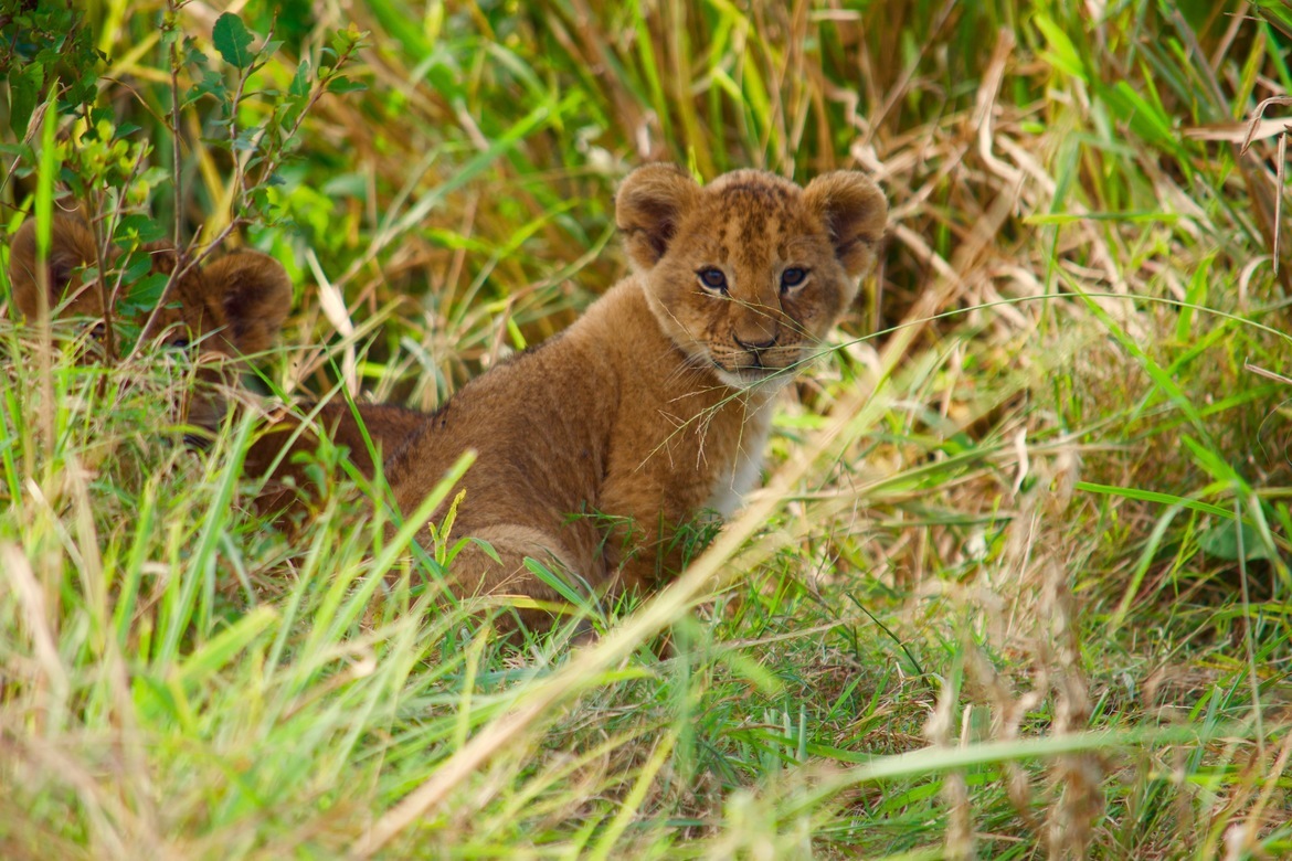 Lion, Serengeti , Tanzania, United Republic of