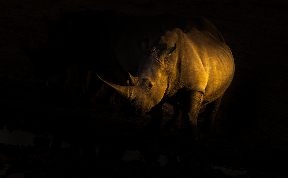 Southern White Rhino, Madikwe, South Africa