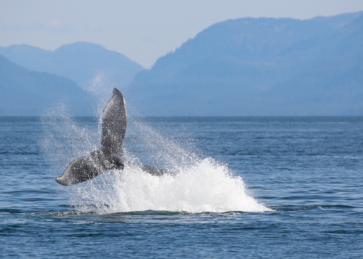 Humpback Whale, Ketchikan, Alaska, United States of America