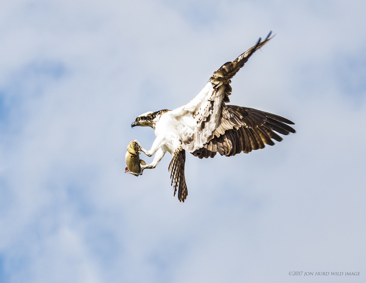 Osprey, Keswick, Ontario, Canada