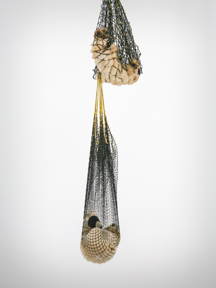 Polar Bear (Ursus maritimus), Churchill, Manitoba, Canada