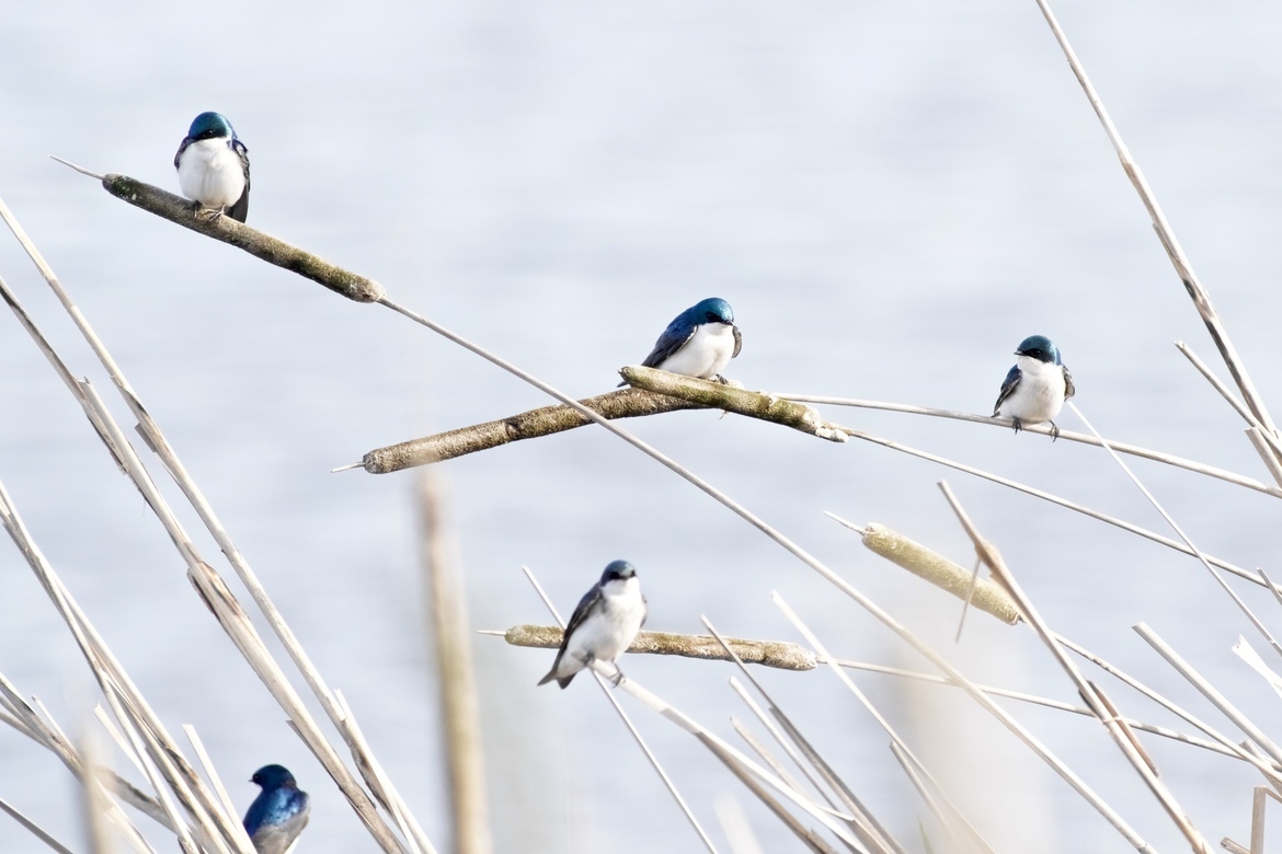 Tachycineta bicolor, Iona Regional Park, Canada