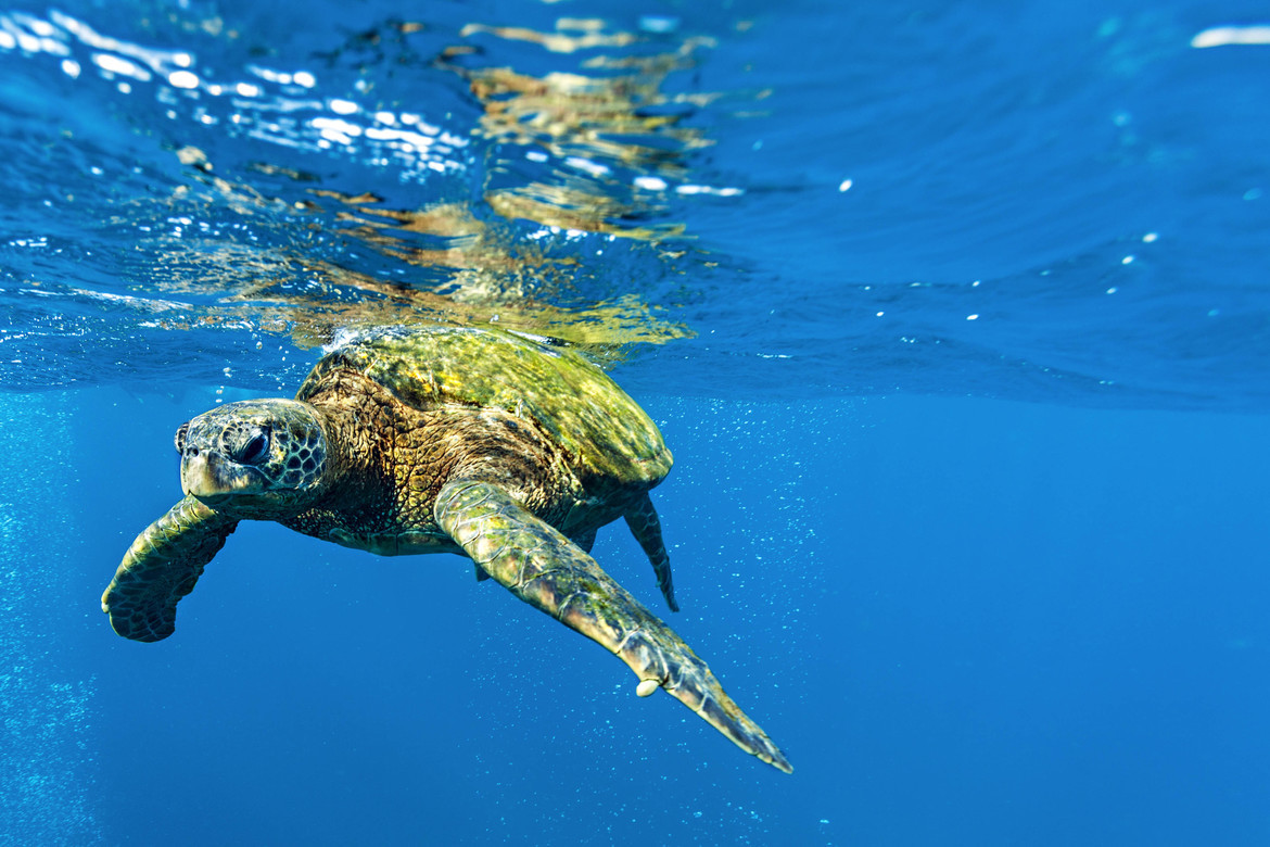 Chelonia mydas, Near Poipu, Kauai, United States of America