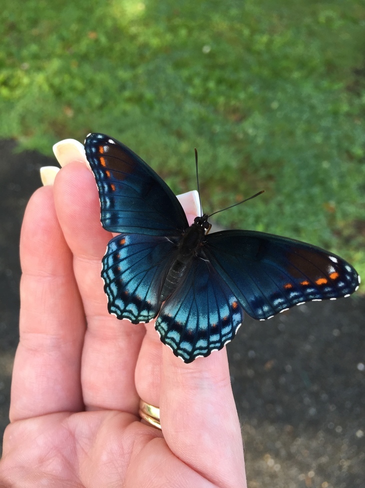 Red spotted purple butterfly , Hockessin, Delaware, United States of America