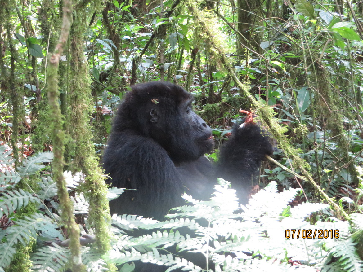 Mountain Gorilla , Bwindi National Park, Uganda