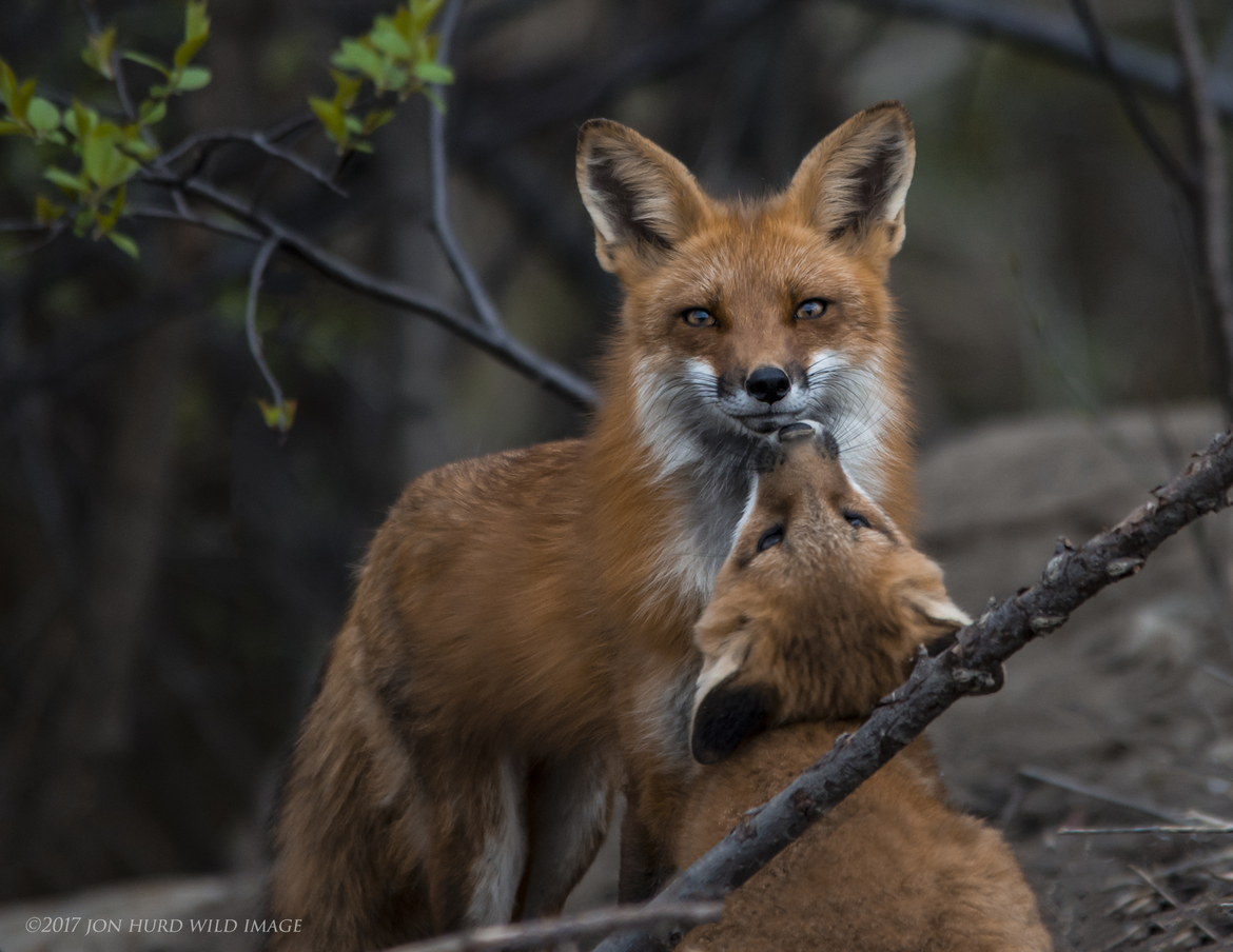 Red Fox, Pickering, Ontario, Canada