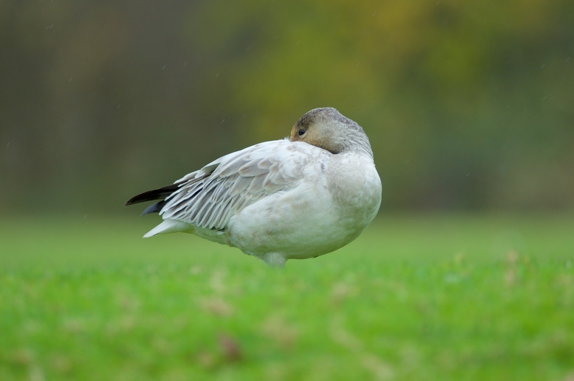 Chen caerulescens, Richmond, Canada