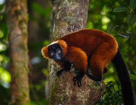 Grid nathab redrufflemur