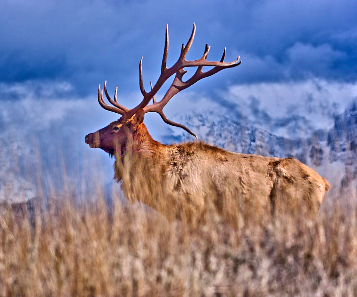 Elk, Bison Range,. Montana, United States of America
