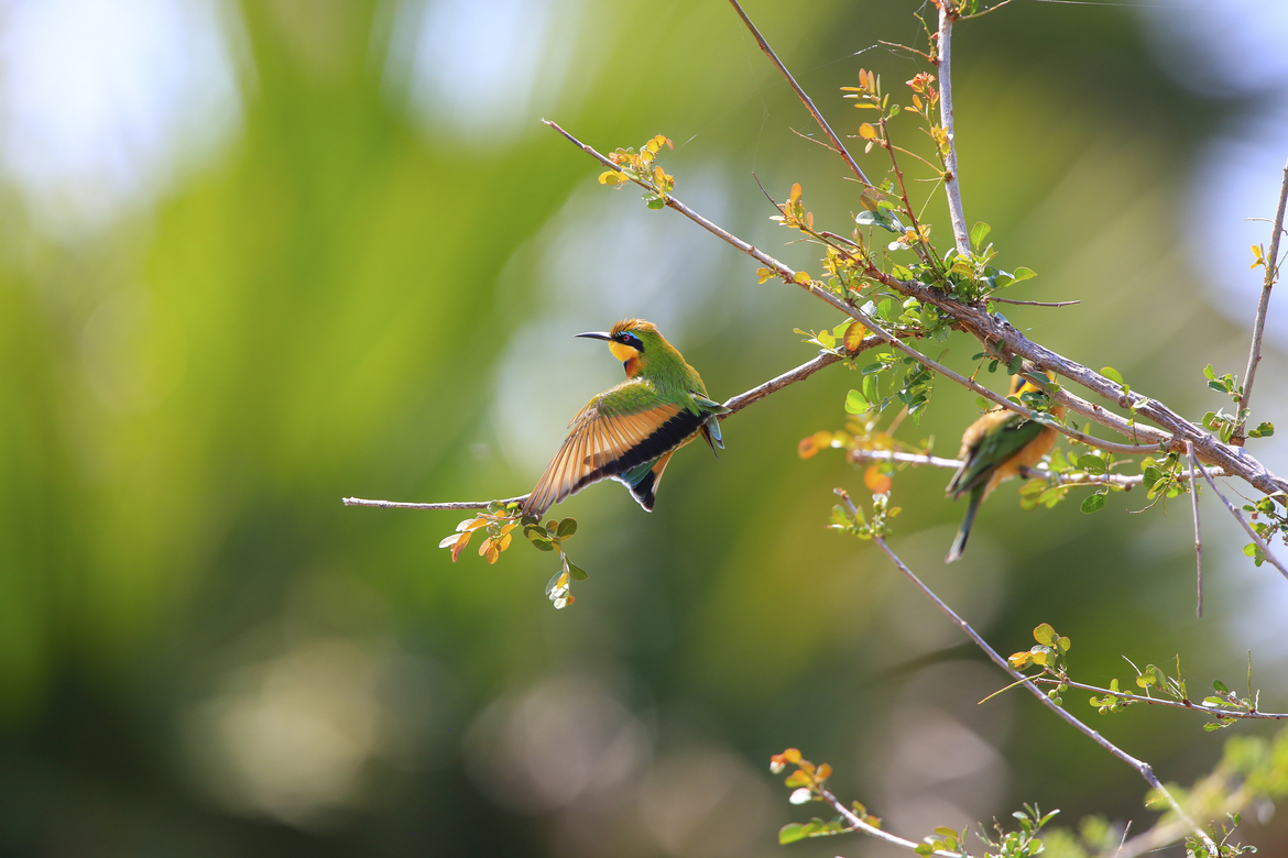 African Bee-Eater, Sand Selous, Tanzania, United Republic of