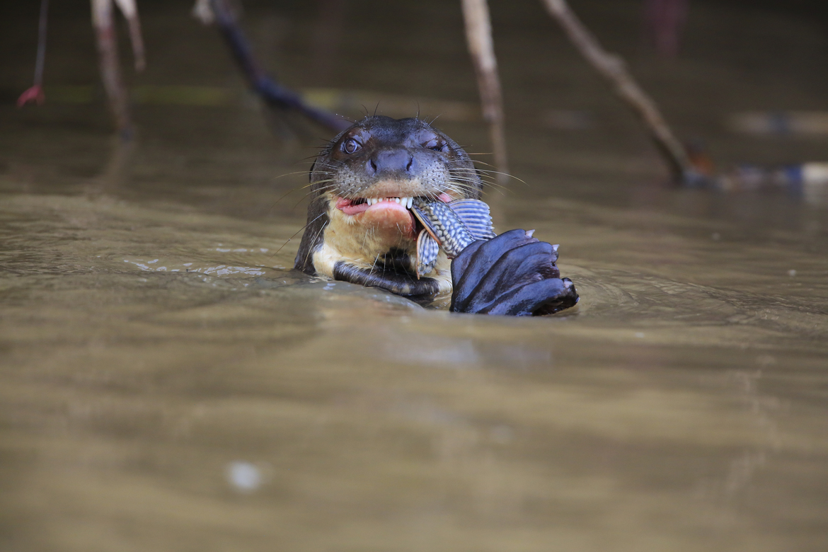 Giant River Otter, Pantanal, Brazil