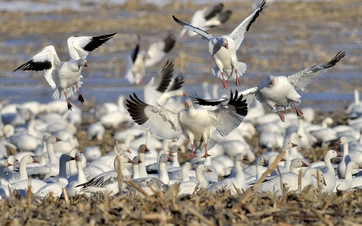 Snow Geese, Eastern Ontario , Canada