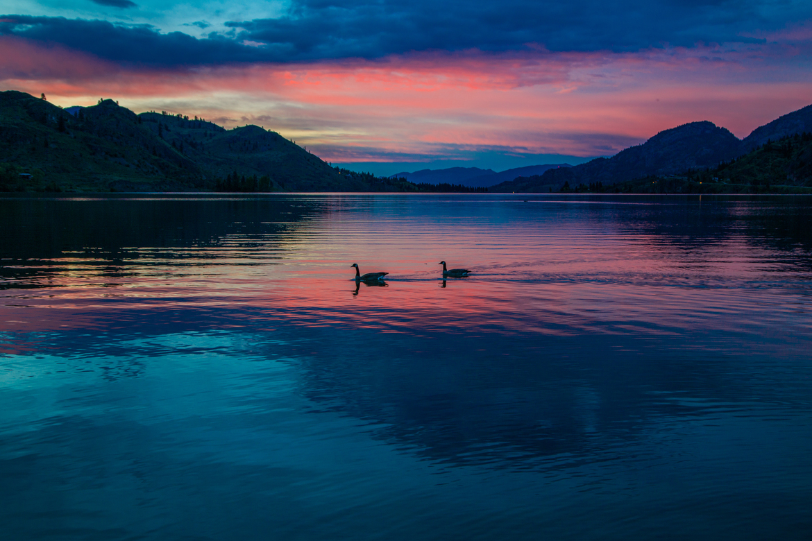 Canada Goose, Okanagan Valley, Canada