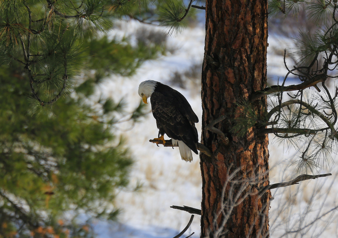 Bald Eagle, Okanagan Valley, Canada