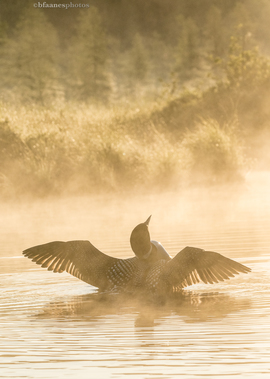 Grid loon in the mist