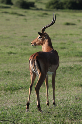 Grid impala at scotia