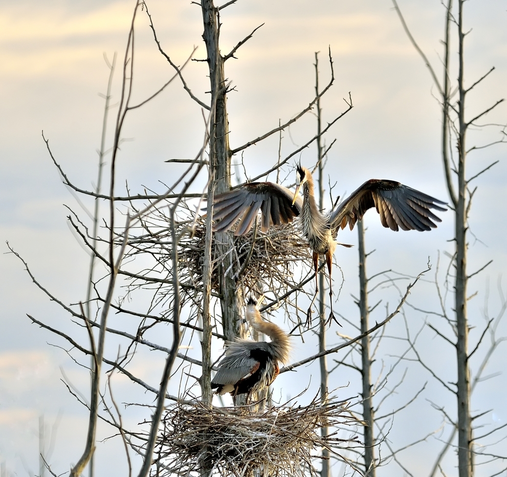 Great Blue Heron, Eastern Ontario , Canada