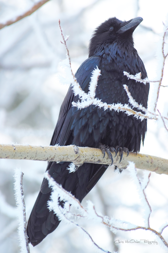 Common Raven, Twin Falls Gorge Territorial Park, Canada