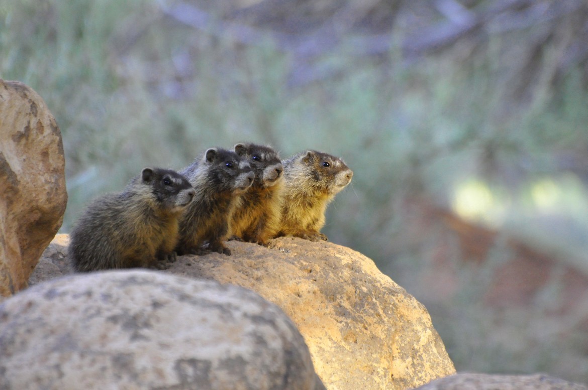 Yellow-Bellied Marmot, Capitol Reef National Park, Utah, United States of America