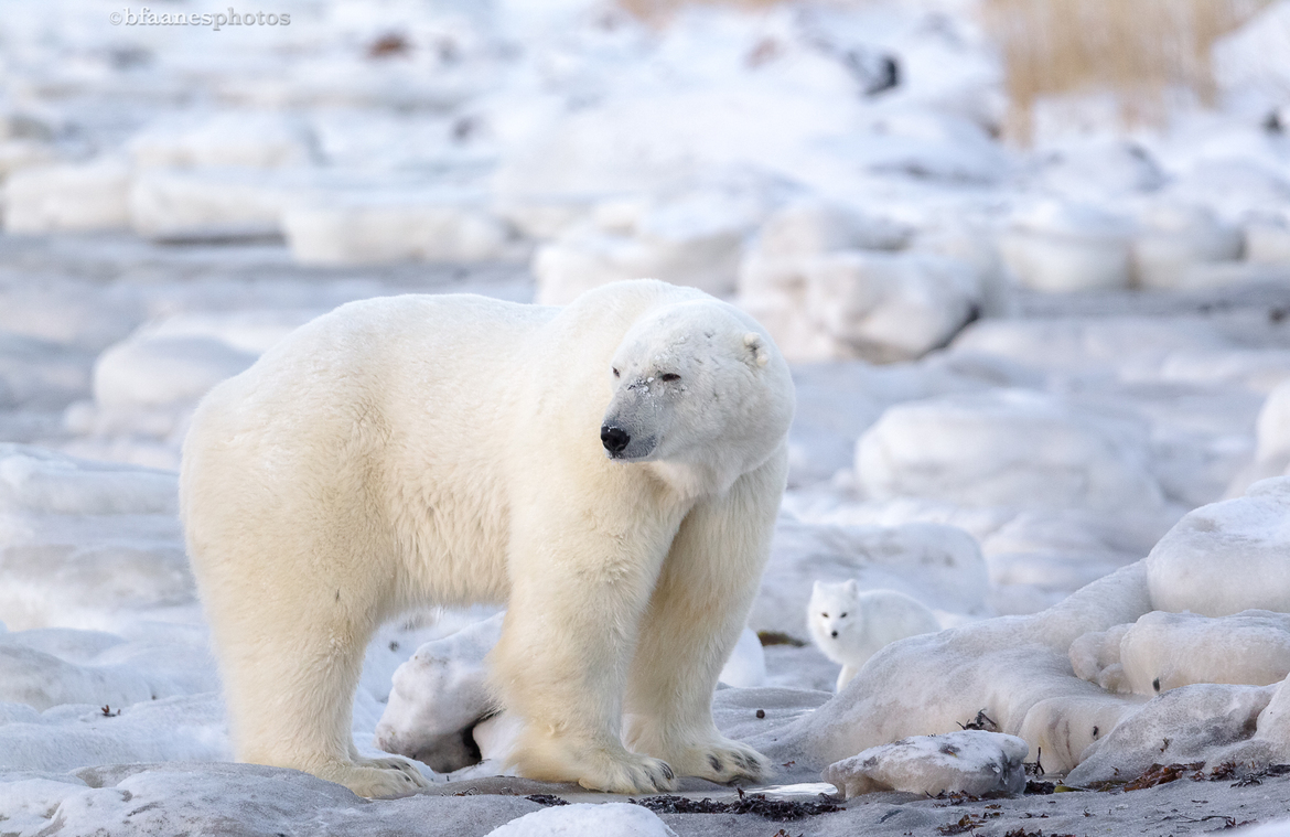 Polar Bear & Arctic Fox, Seal River Heritage Lodge, Manitoba, Canada, Canada