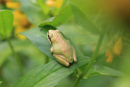 Grid pacific tree frog 1 contest