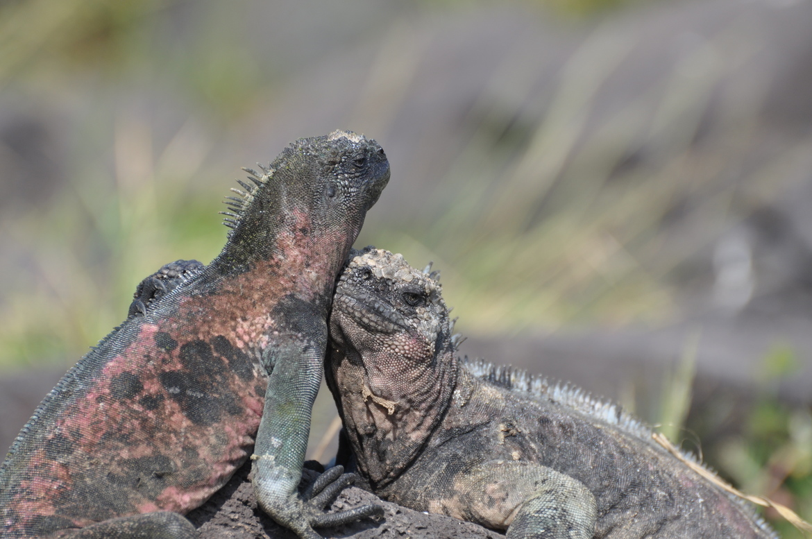 Marine Iguana, Galapagos Islands, Ecuador, Ecuador