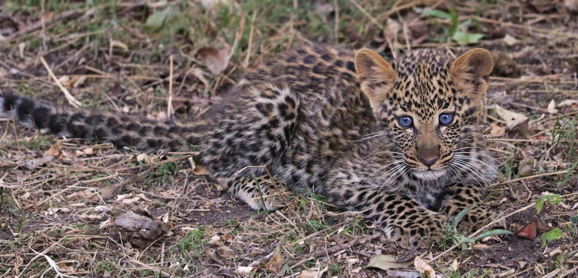 Leopard, Masai Mara National Park, Kenya