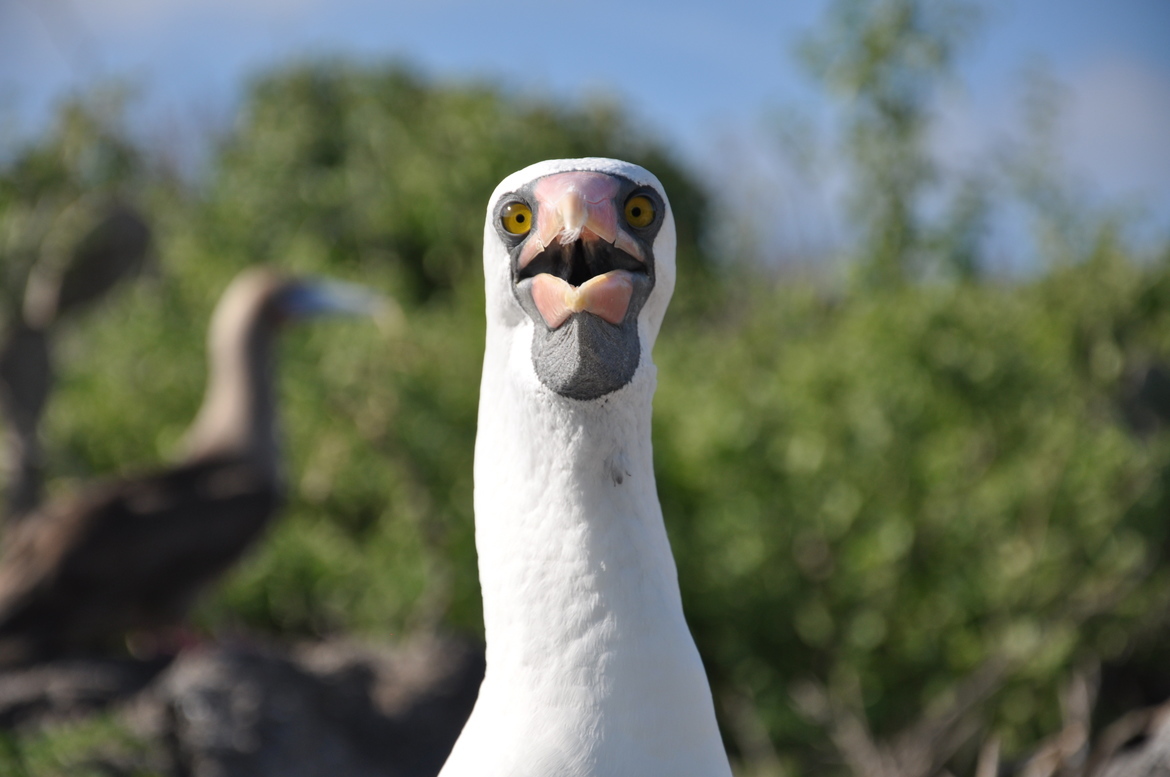 Booby, Galapagos Islands, Ecuador, Ecuador