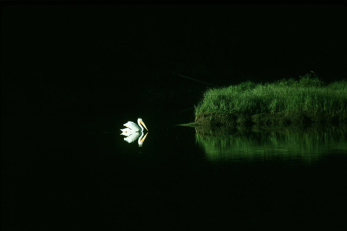 White Pelican, Grand Teton National Park, Wyoming, United States of America
